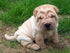 Fluffy Dog Ori-Pei Breed